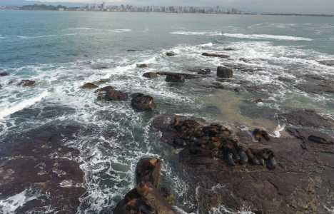 Guarita Web Radio | DURANTE O INVERNO, AUMENTA A PRESENÃA DE ANIMAIS MARINHOS EM TORRES | 